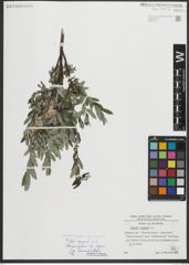 Foto von Salix repens subsp. incubacea (L.) A. Neumann
